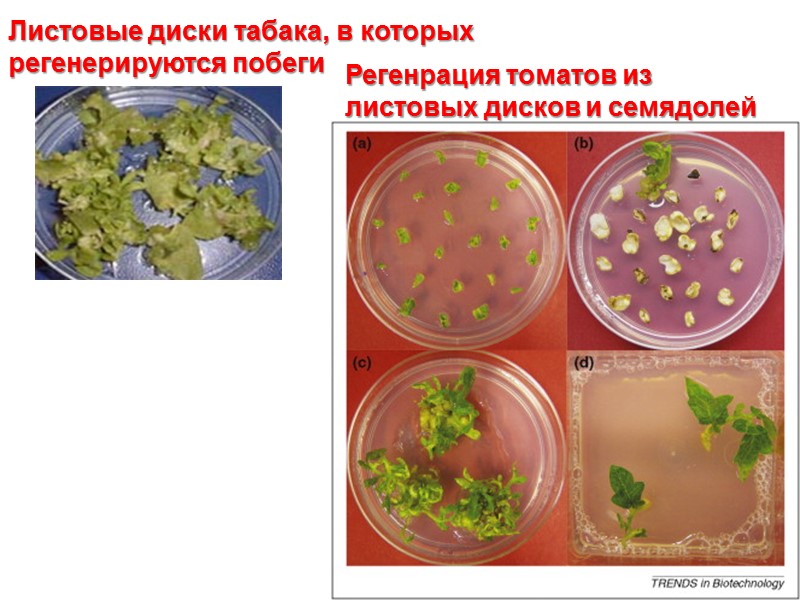 Листовые диски табака, в которых регенерируются побеги Регенрация томатов из листовых дисков и семядолей